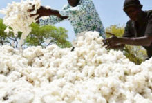 PRODUCTION COTONNIERE EN AFRIQUE : Le Burkina Faso «file un mauvais coton»