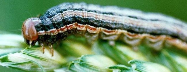 CHENILLE LÉGIONNAIRE D’AUTOMNE : Un insecte déstabilisateur d’États