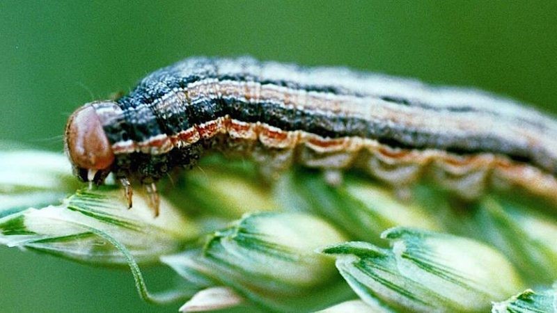 CHENILLE LÉGIONNAIRE D’AUTOMNE : Un insecte déstabilisateur d’États