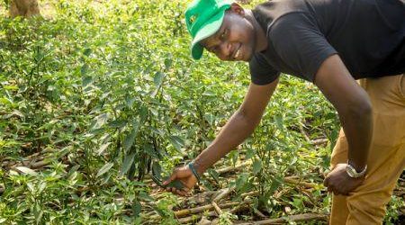 RWANDA : A 30 ans, ce jeune agro entrepreneur va faire du piment la première exportation agricole du pays