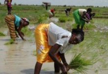 Agriculture : Le Cameroun cherche des investisseurs pour un projet de riziculture sur plus de 10 000 hectares dans l’Extrême-Nord