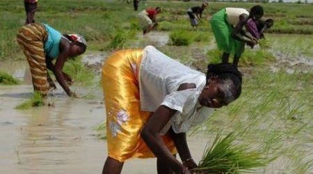 Agriculture : Le Cameroun cherche des investisseurs pour un projet de riziculture sur plus de 10 000 hectares dans l’Extrême-Nord