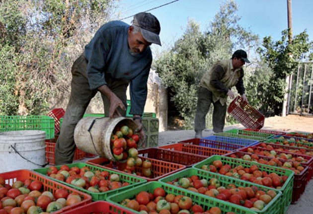 Le Plan Maroc Vert, un cas d’école à enseigner et à pérenniser dans le secteur agricole