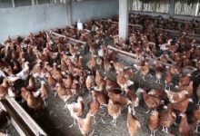 La filière avicole pourrait créer 150 000 emplois au Togo d’ici 2025