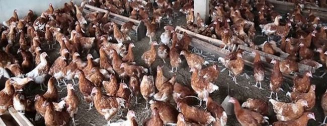 La filière avicole pourrait créer 150 000 emplois au Togo d’ici 2025