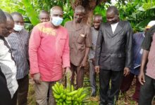 Burkina Faso : Production de Banane : La campagne officiellement lancée