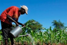 RDC : la faculté des sciences de l’UNIKIS découvre un engrais capable de fertiliser le sol pendant 400 ans