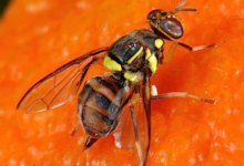 Le piège à para-phéromones : Une technologie pour lutter contre la mouche de fruits