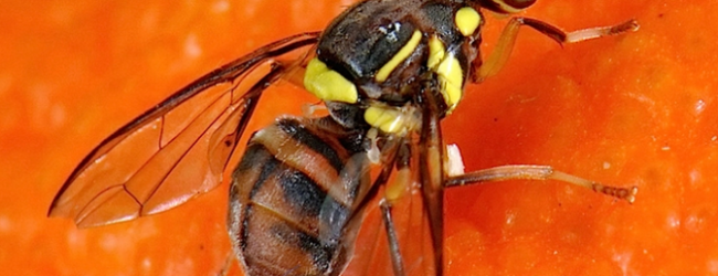 Le piège à para-phéromones : Une technologie pour lutter contre la mouche de fruits