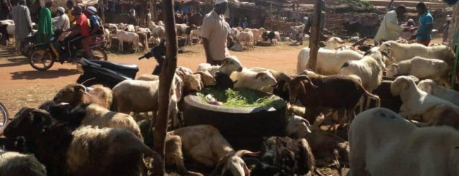 Tabaski 2020:  Le marché à bétail de Bobo-Dioulasso enregistre une ambiance morose malgré le prix abordable des moutons