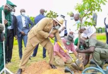 Sénégal: Planter un arbre bientôt obligatoire