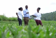 Au Rwanda, la passion de l’agriculture branche les jeunes et stimule l’économie