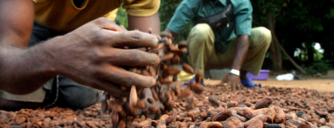 Ghana :             La production de cacao devrait atteindre 900 000 tonnes en 2020/2021