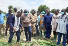Campagne agricole région du Centre-Ouest:      l’exploitation agricole de Anasse Yago qui vaut 37 000 000 de FCFA