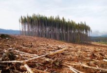 Ghana : Le Fonds vert pour le climat va allouer 30 millions $ de subvention pour un projet de lutte contre la déforestation et de promotion du karité