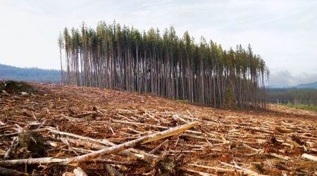 Ghana : Le Fonds vert pour le climat va allouer 30 millions $ de subvention pour un projet de lutte contre la déforestation et de promotion du karité
