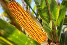 Le Zimbabwe prévoit une production de maïs record soit 3,6 millions de tonnes en 2020/2021