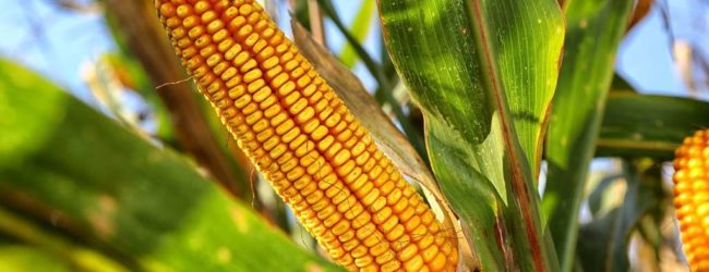 Le Zimbabwe prévoit une production de maïs record soit 3,6 millions de tonnes en 2020/2021