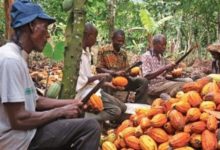Le Cameroun veut doper sa production de cacao pour la porter à 450 000 tonnes