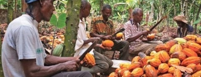 Le Cameroun veut doper sa production de cacao pour la porter à 450 000 tonnes