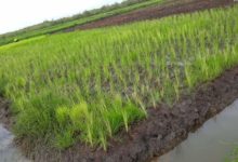 Côte d’Ivoire : Rendre la filière riz compétitive et respectueuse de l’environnement à la travers la SNDR 2020-2030