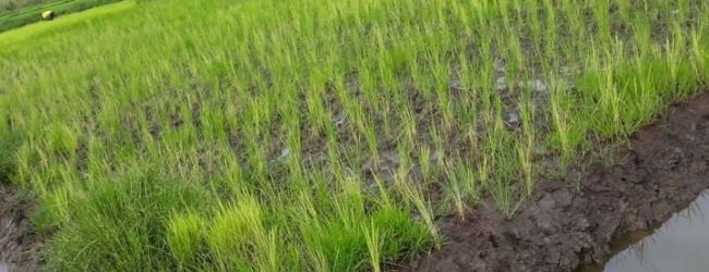Côte d’Ivoire : Rendre la filière riz compétitive et respectueuse de l’environnement à la travers la SNDR 2020-2030