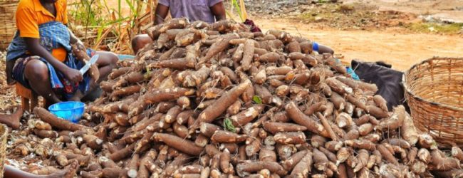 Nigéria :De l’électricité à partir du manioc