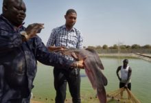 Mali : Les secteurs de la pêche et de l’aquaculture vont recevoir 15 millions de dollars pour leur développement