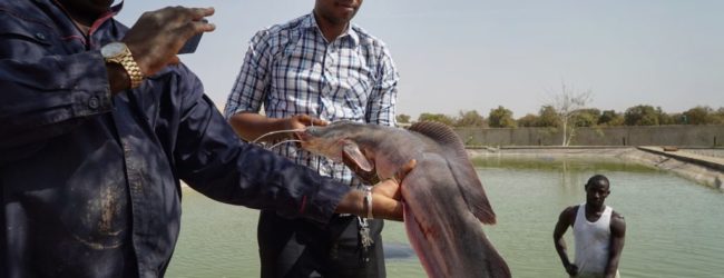 Mali : Les secteurs de la pêche et de l’aquaculture vont recevoir 15 millions de dollars pour leur développement