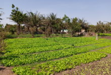 Côte d’Ivoire : 14 millions de dollars en faveur des petits producteurs et pour les femmes dans le centre du pays