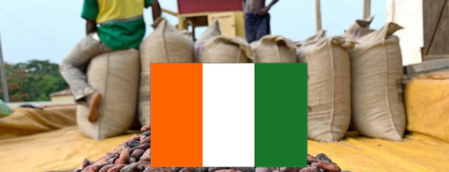 Côte d’Ivoire: le pays a du mal à vendre les droits d’exportation sur sa récolte de cacao