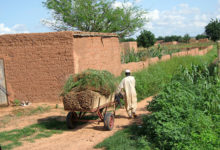 Niger : Le PRECIS pour assurer la sécurité alimentaire à 1,5 million de personnes vivant en milieu rural.