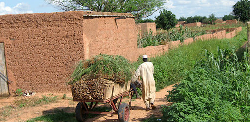 Niger : Le PRECIS pour assurer la sécurité alimentaire à 1,5 million de personnes vivant en milieu rural.