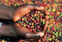 Côte d’Ivoire/Campagne caféière 2020-2021 : Le prix garanti aux producteurs enregistre une baisse de 155 FCFA