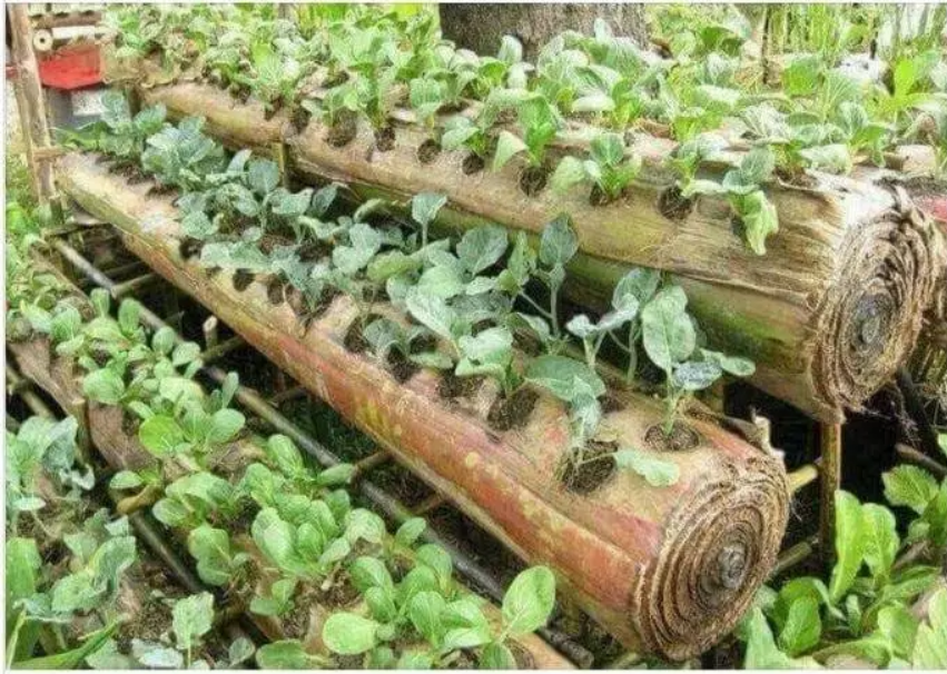 Agriculture hors sols: Cultiver des légumes sur des bûches de bananiers, une technique innovante développée en Indonésie.