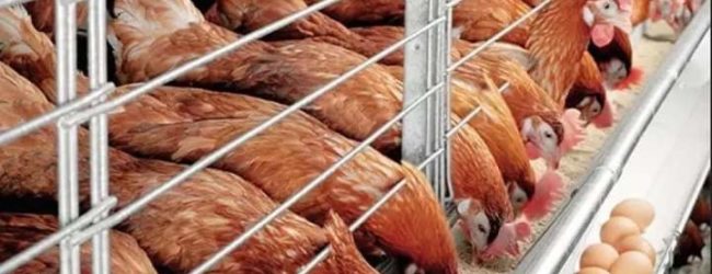 La Côte d’Ivoire abritera d’ici 2022, la plus grande ferme avicole d’Afrique de l’Ouest