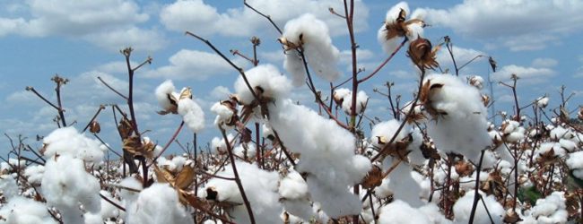 Agriculture : La Côte d’Ivoire conserve son rang de troisième producteur africain de coton avec une production de 490 423 tonnes
