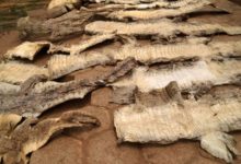 Province de la Sissili : Un trafiquant de 30 peaux de crocodiles aux arrêts