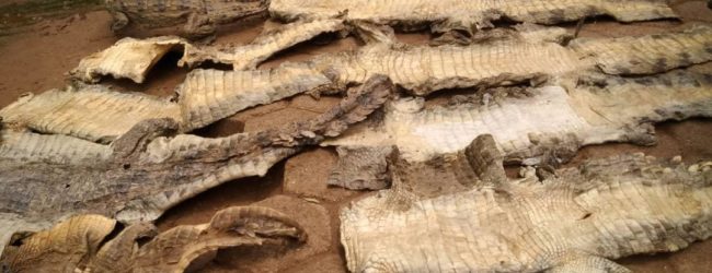 Province de la Sissili : Un trafiquant de 30 peaux de crocodiles aux arrêts