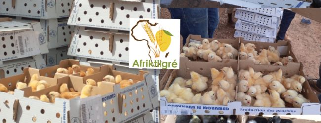 Aviculture : 42 000 poussins chairs et 26 000 poussins fermiers attérissent à Ouagadougou