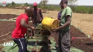 Kenya: une startup transforme le fléau des criquets pèlerins en bénédiction pour les agriculteurs