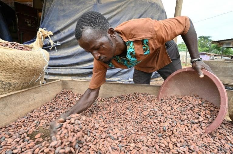 A M’Brimbo en Côte d’Ivoire, le succès du cacao bio, meilleur et plus rentable