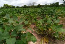 Burkina Faso: Le bilan de la campagne agricole est jugé passable dans plusieurs régions du pays à la date du 11 au 20 juillet 2021