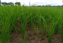 Bas-fond rizicole de Djikando : Un site en quête d’entretien