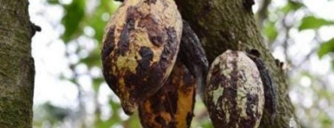 Côte D’Ivoire/Lutte contre la maladie du Swollen Shoot : Plus de 105 mille hectares de cacao arrachés