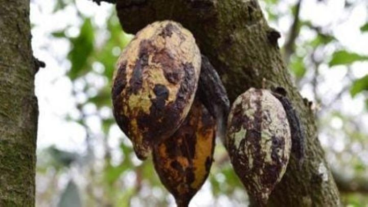 Côte D’Ivoire/Lutte contre la maladie du Swollen Shoot : Plus de 105 mille hectares de cacao arrachés