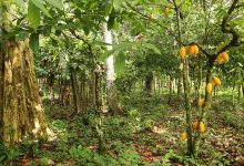 Côte dIvoire / Agriculture : le pays veut produire un cacao respectueux de la forêt