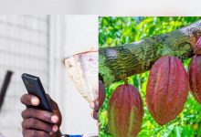 Ghana: le numérique s’invite dans le paiement du cacao auprès des agriculteurs