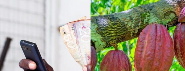 Ghana: le numérique s’invite dans le paiement du cacao auprès des agriculteurs