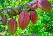 Le Ghana maintient son prix d’achat du cacao pour sa campagne 2021/2022